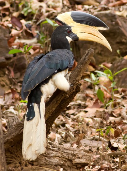 Malabar Pied Hornbill