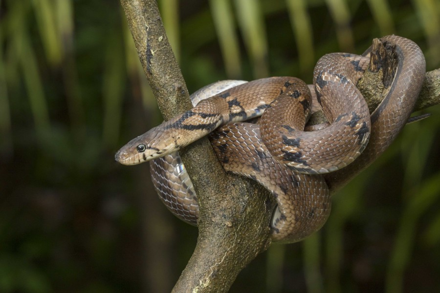 Montane trinket snake Rahul Alvares