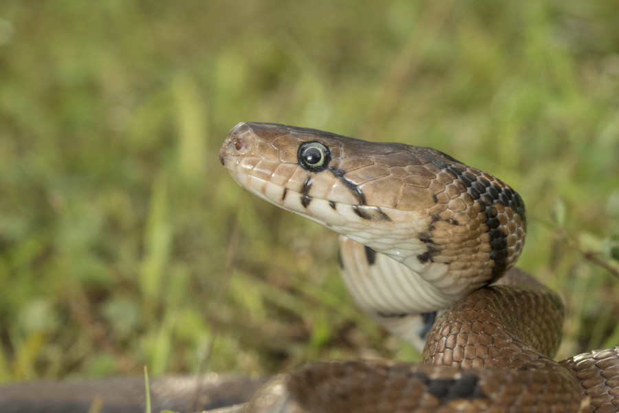 Montane trinket snake Rahul Alvares