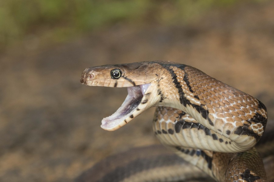 Montane trinket snake Rahul Alvares