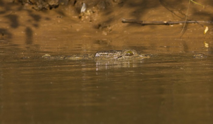 Mugger Crocodile