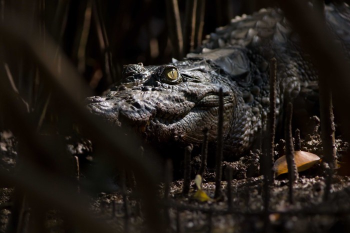 Mugger Crocodile