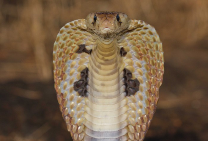 Spectacled cobra goa