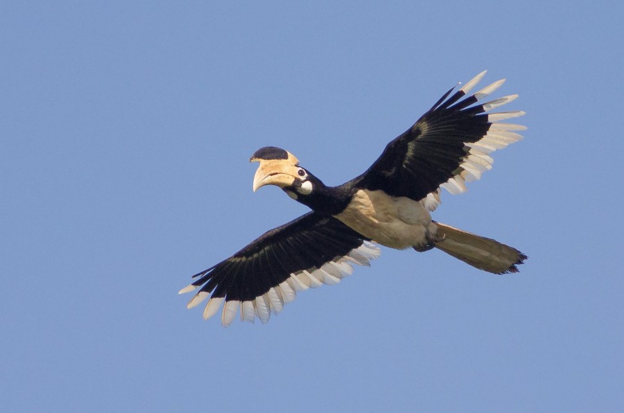 Malabar Pied hornbill Goa