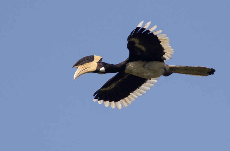 Malabar Pied hornbill Goa