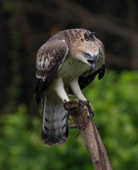 Crested hawk eagle socorro goa