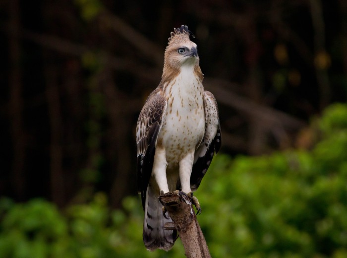 Crested hawk eagle juvenile (12)-2
