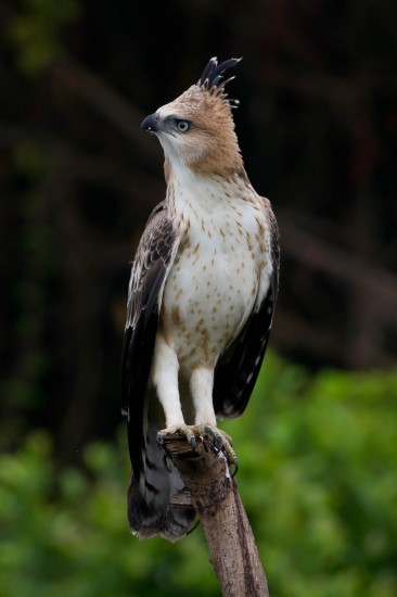 Crested hawk eagle juvenile (16)-2