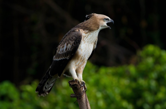 Crested hawk eagle juvenile (23)-2