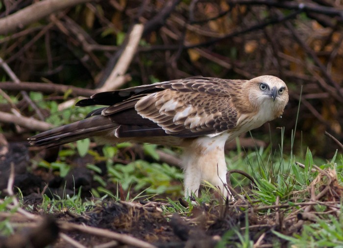 Crested hawk eagle socorro goa