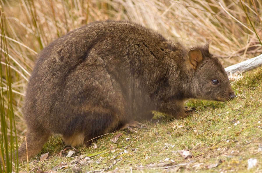 Pademelon 