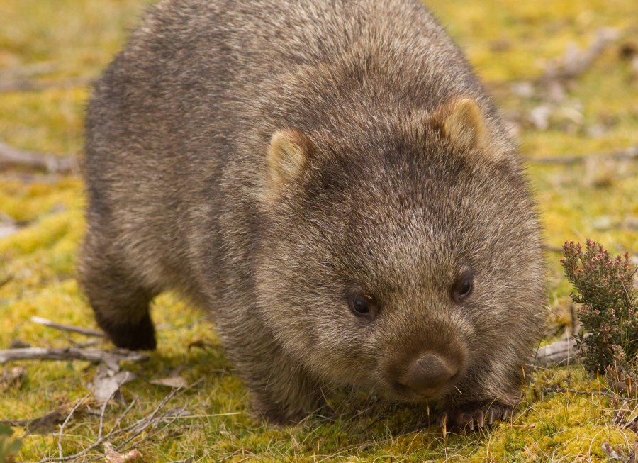 Wombat Tasmania