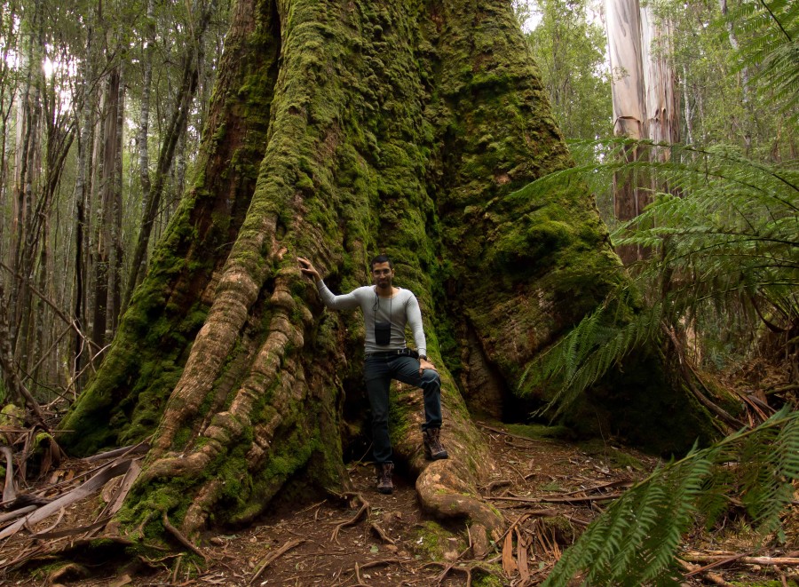 Giant eucalyptus Tasmania