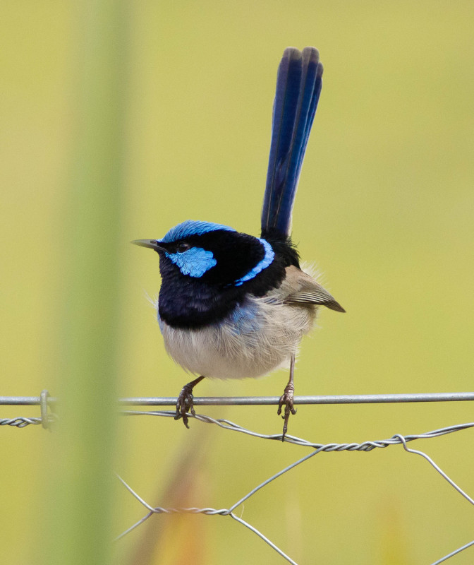 Fairy Wren Tasmania