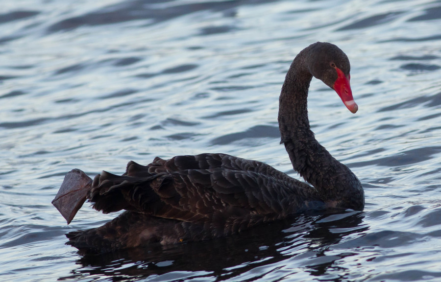 Black Swan Tasmania