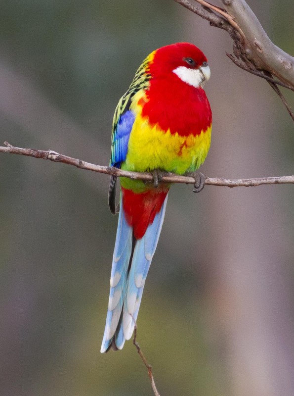 Rainbow rosella