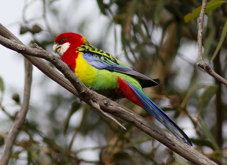 Rainbow Rosella