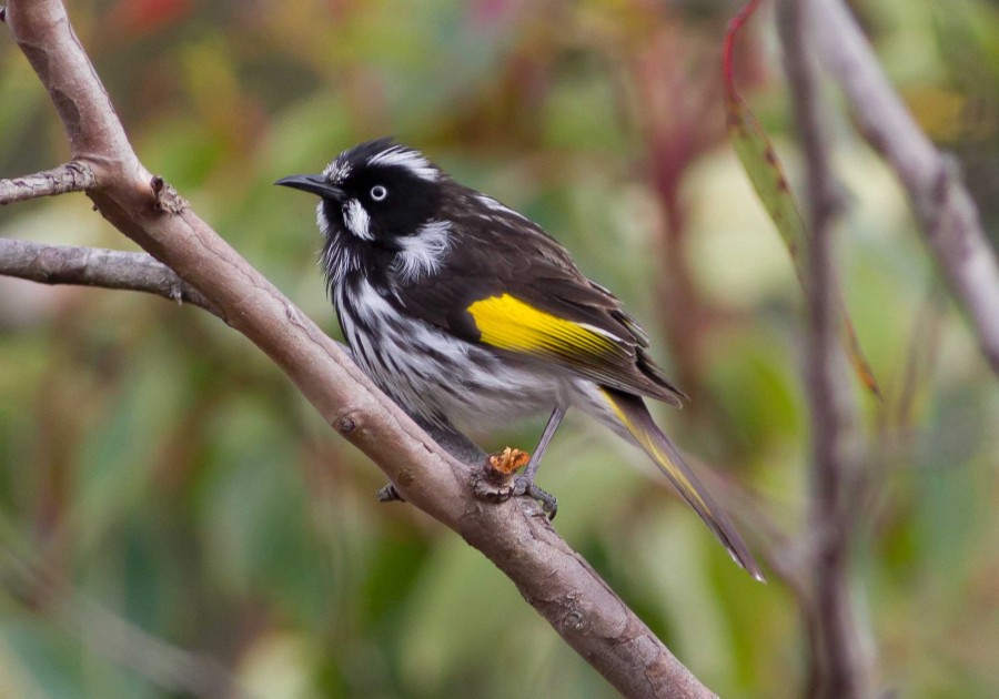 New Holland honeyeater