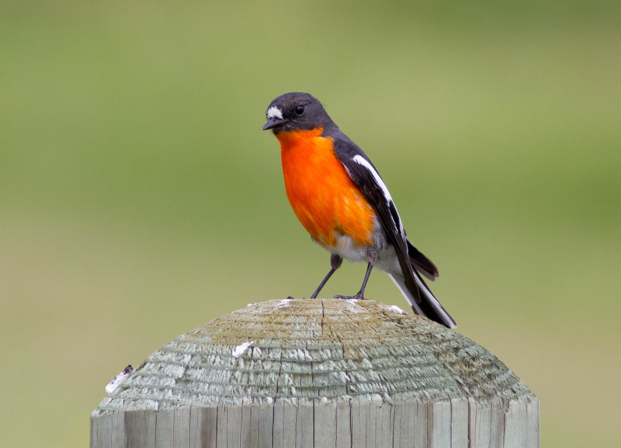 Flame Robin