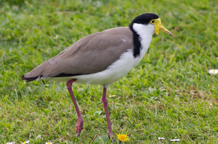 Spurwinged plover