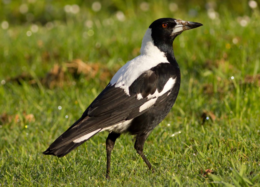 Australian Magpie