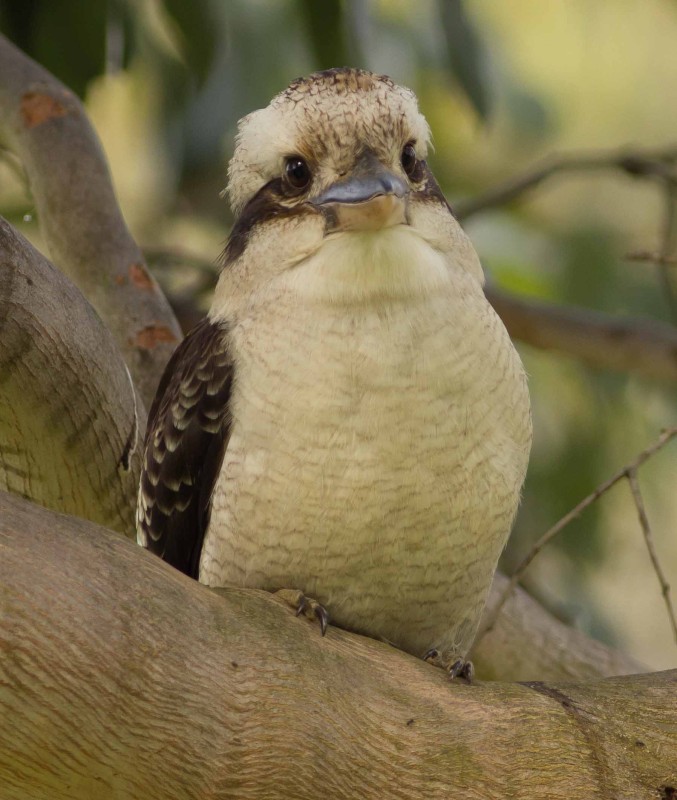 Kookaburra