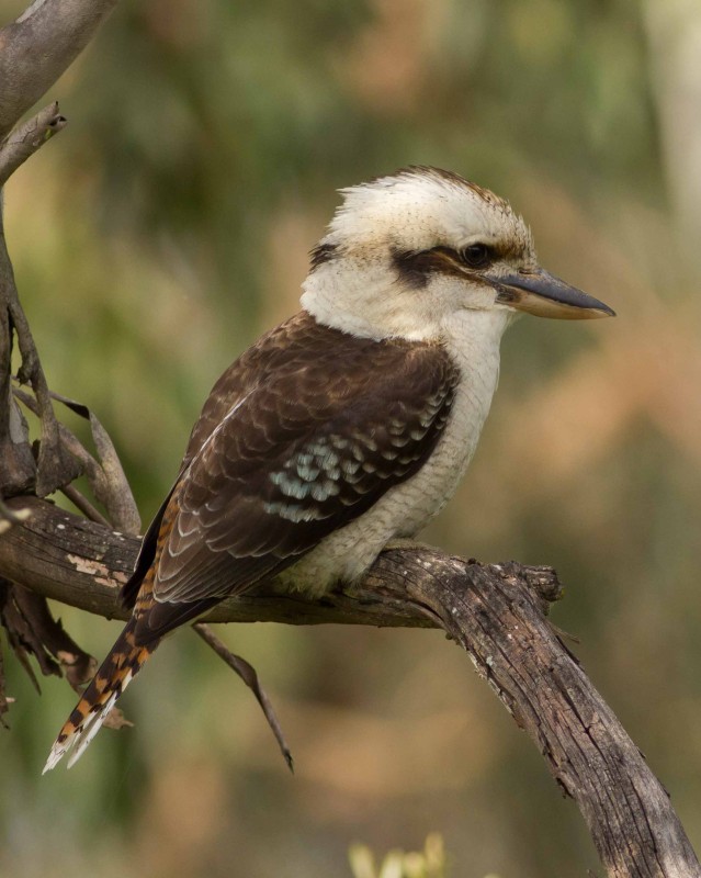 Kookaburra