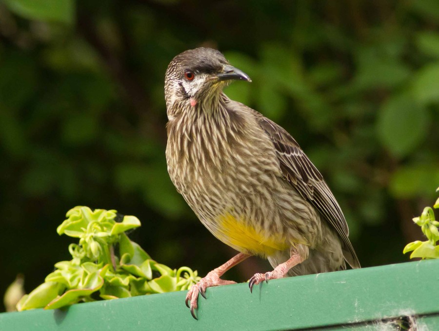 Wattle bird