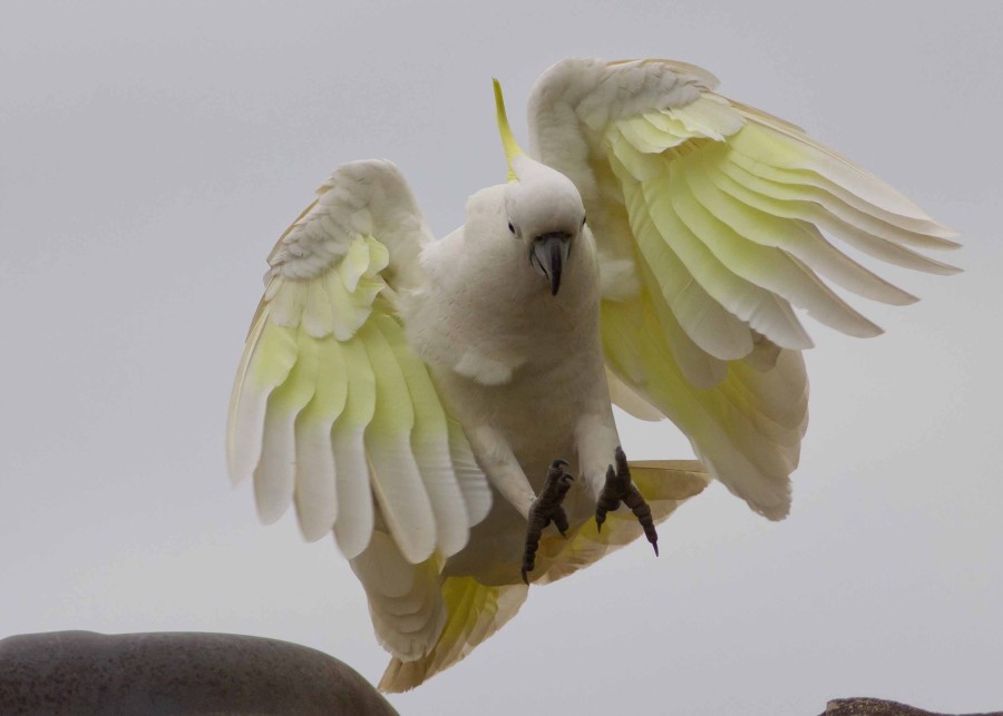 Cockatoo