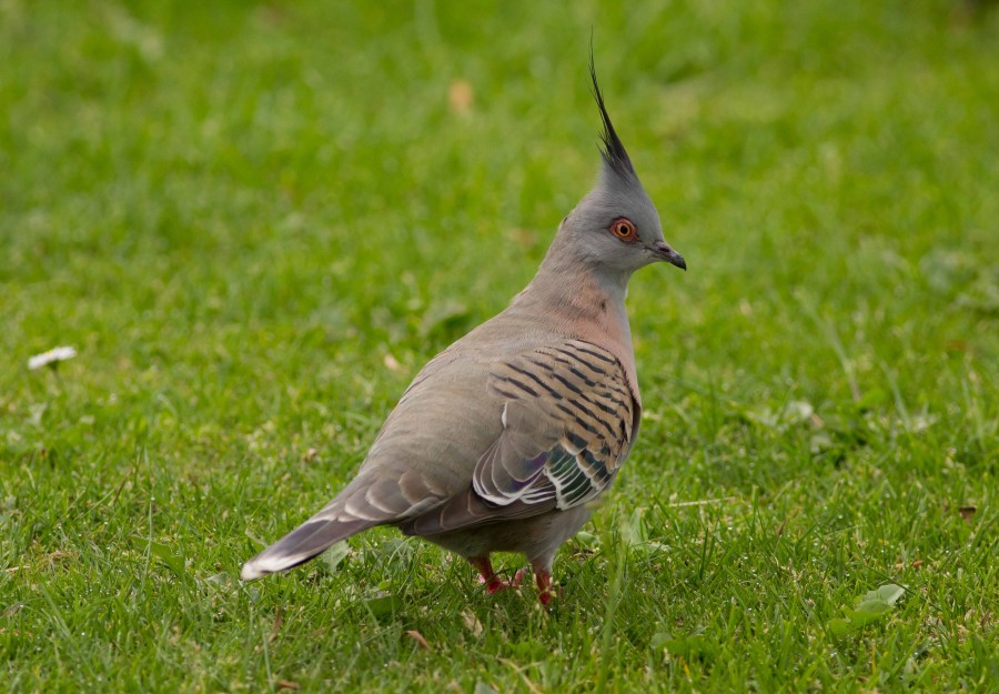 Crested Pigeon