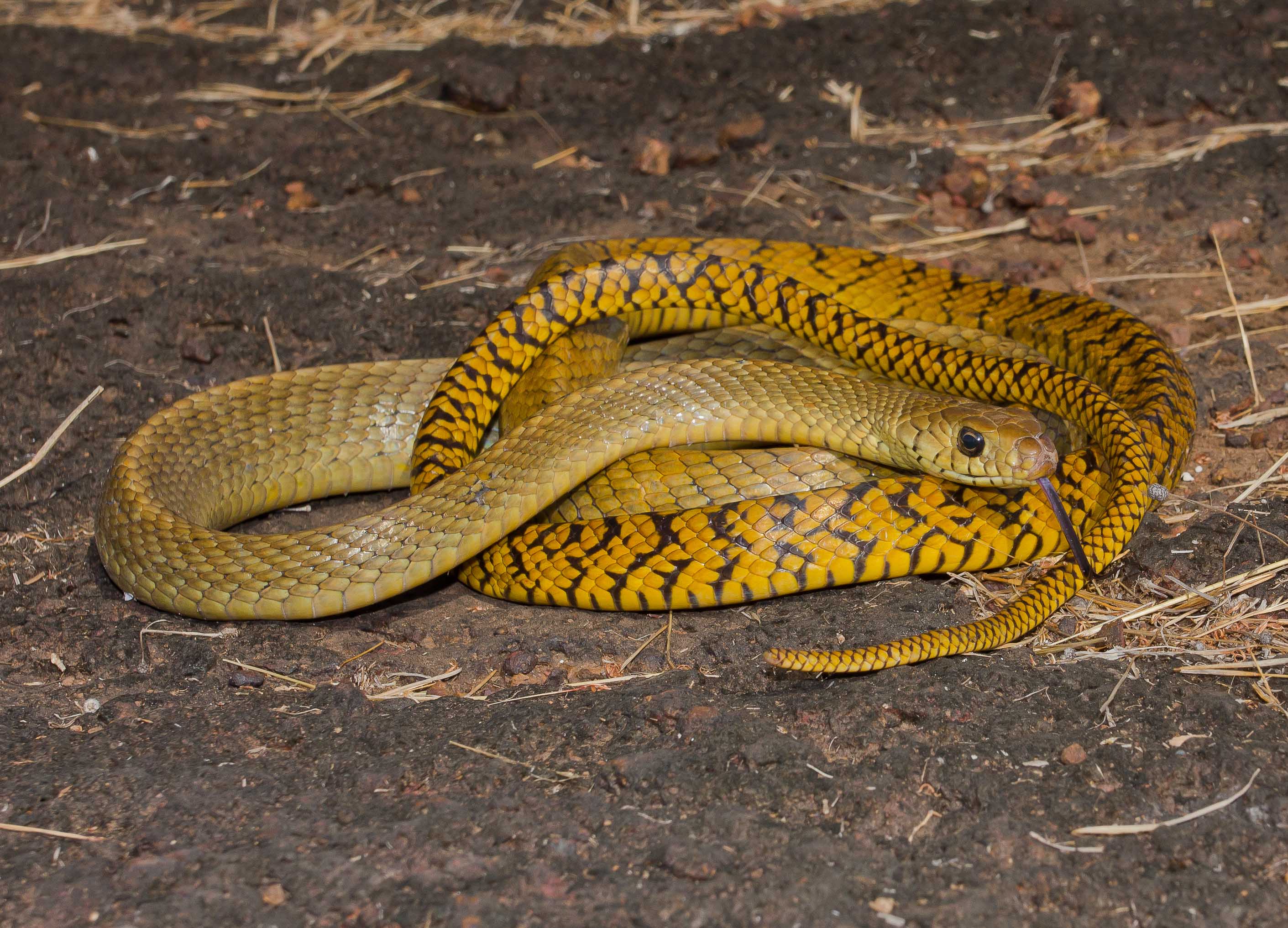 ratsnake-rahul-alvares