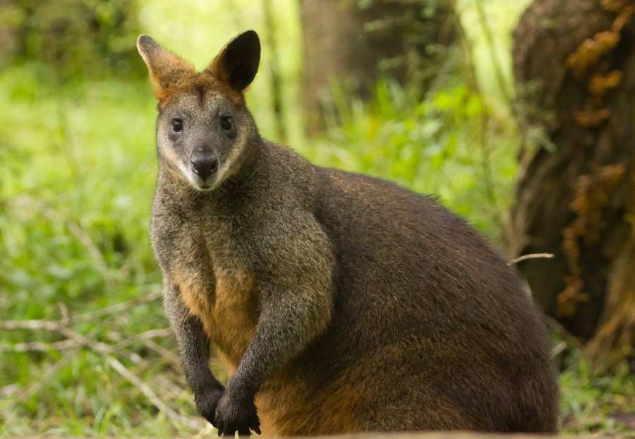 Wallaby