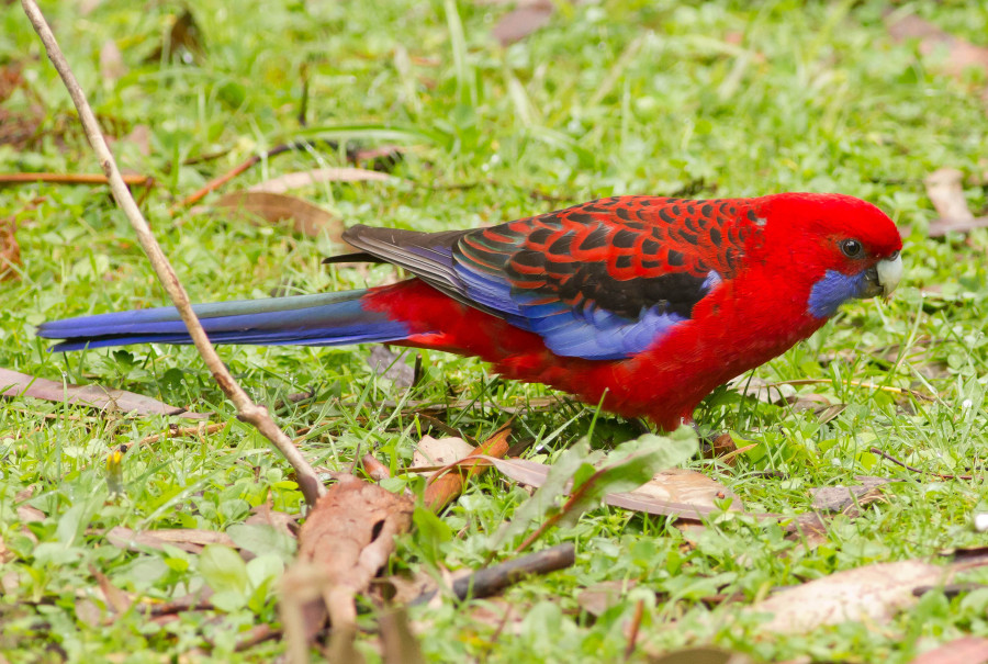 Red Rosella melbourne