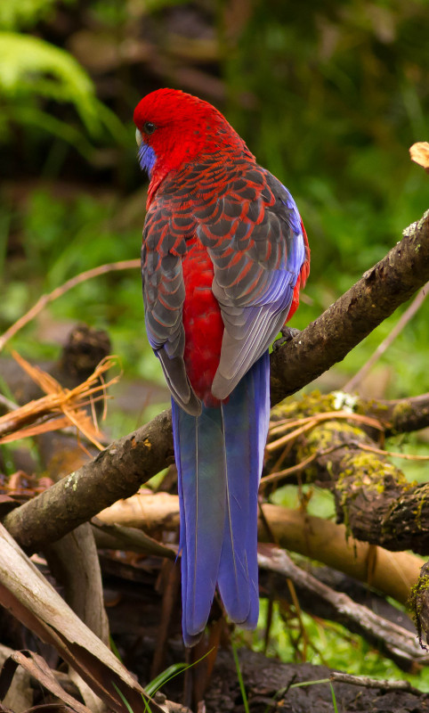 Red Rosella melbourne