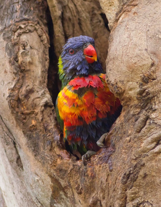 Rainbow Lorikeet