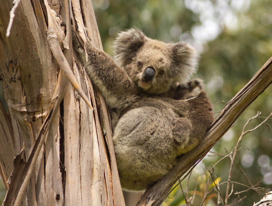 Koalas in Melbourne