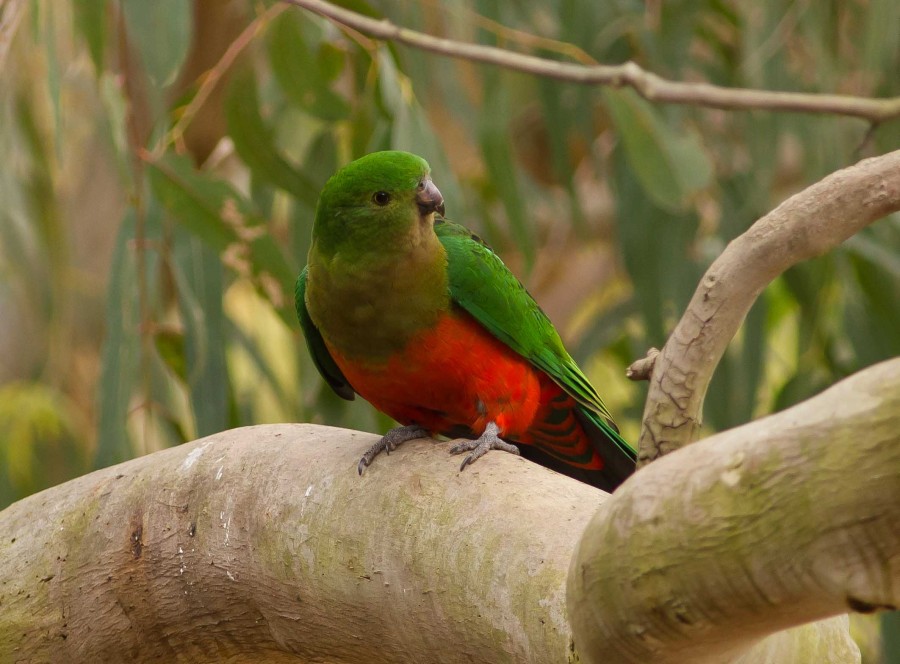 King Parrot in Victoria Australia