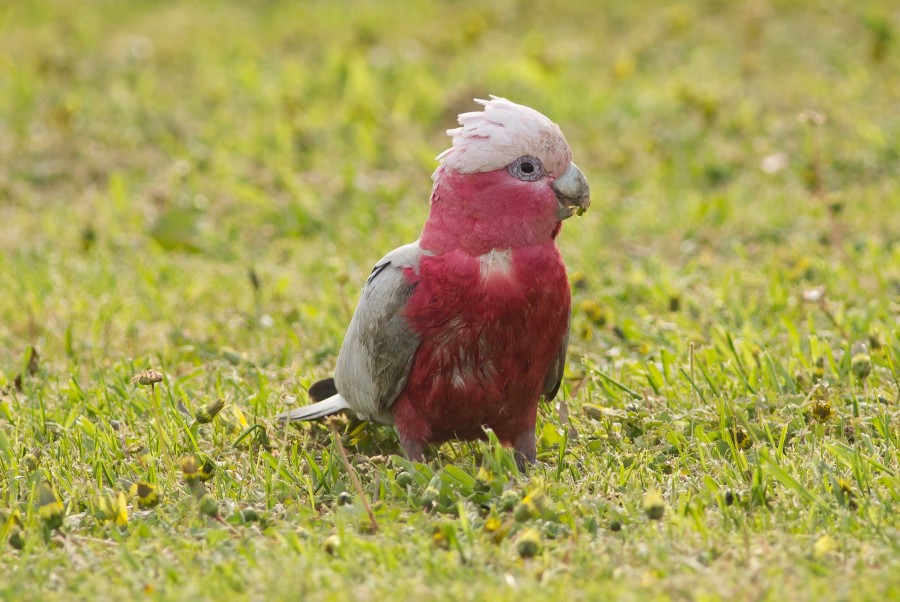 Galah in Victoria