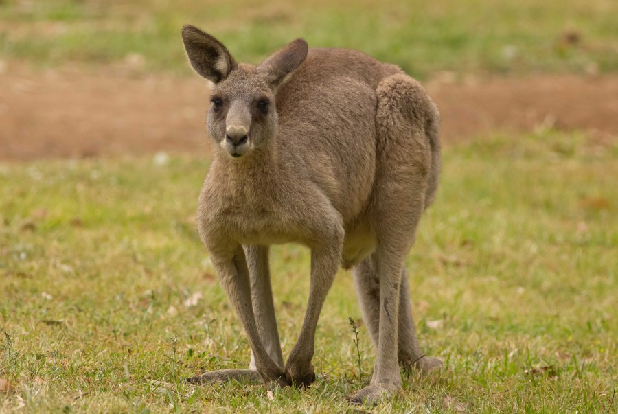 Grey Kangaroo in the Blue Mountains