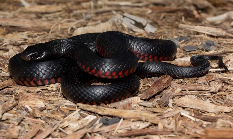 Red Bellied Black Snake Australia