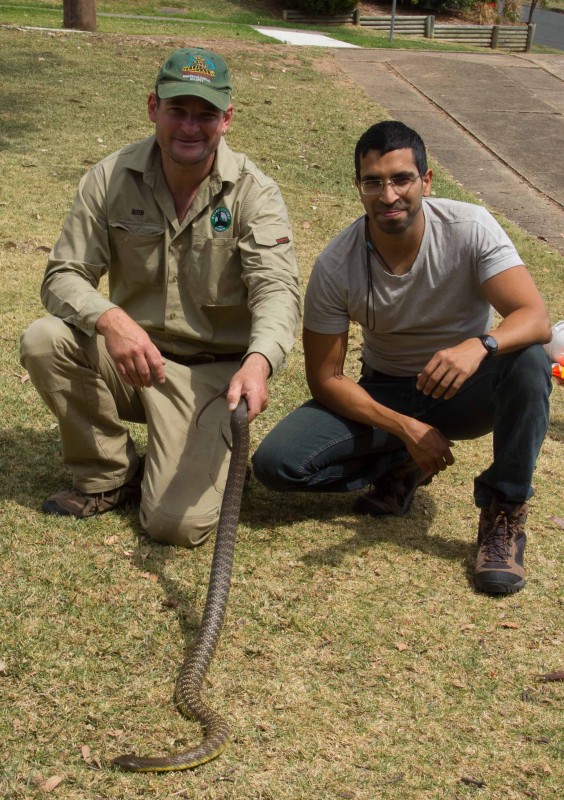 Tiger snake