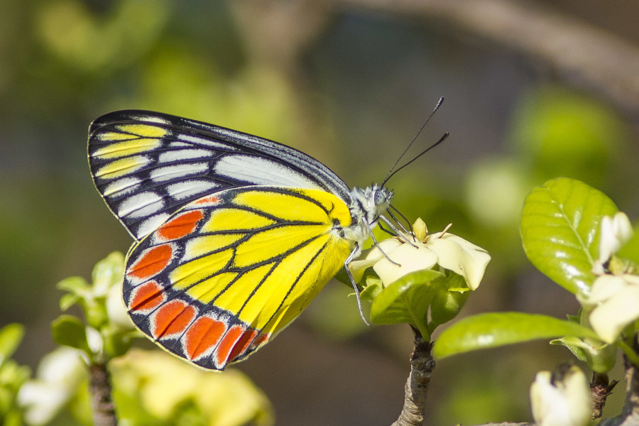 Common Jezebel