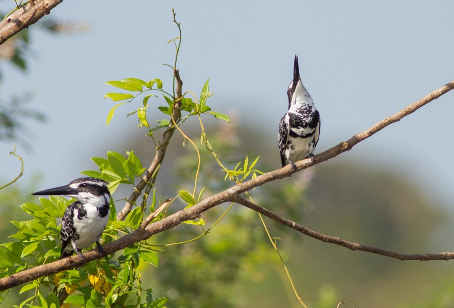 Pied Kingfishers Goa