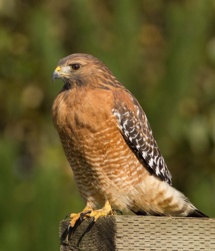 Red shouldered hawk