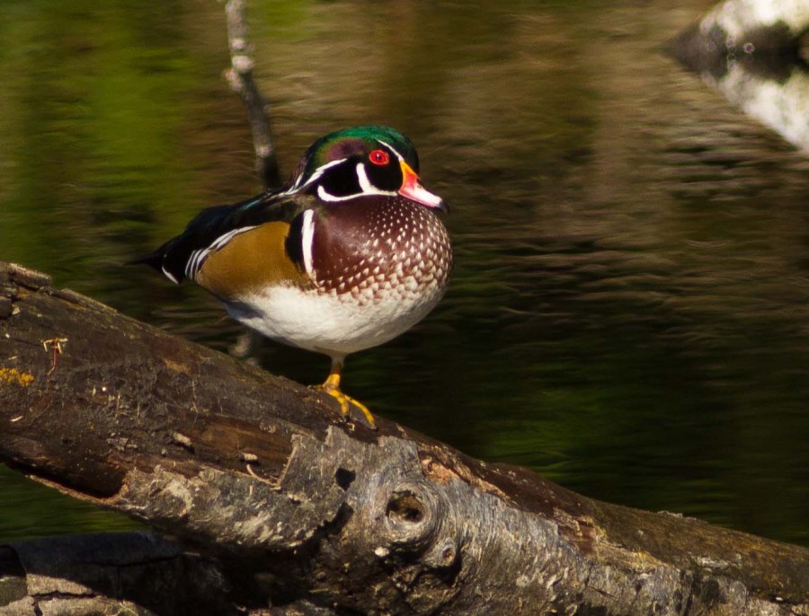 Wood Duck