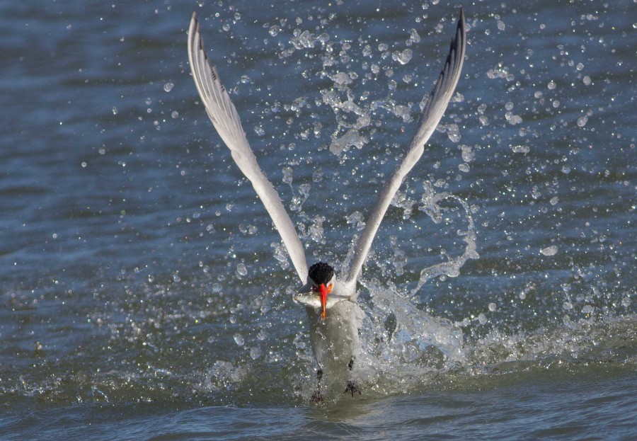 Tern fishing