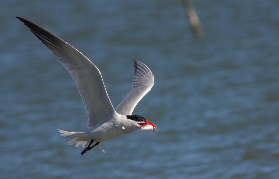 Tern Fishing