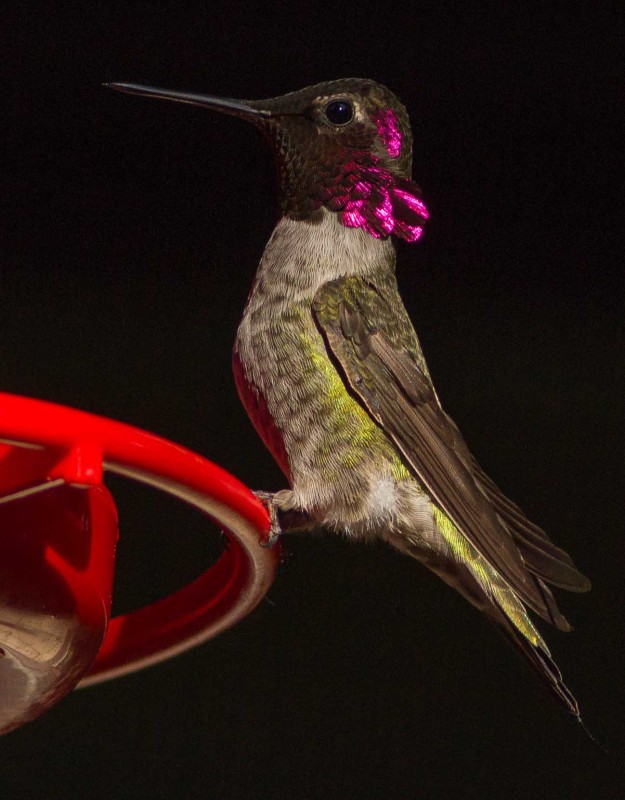 Anna's hummingbird