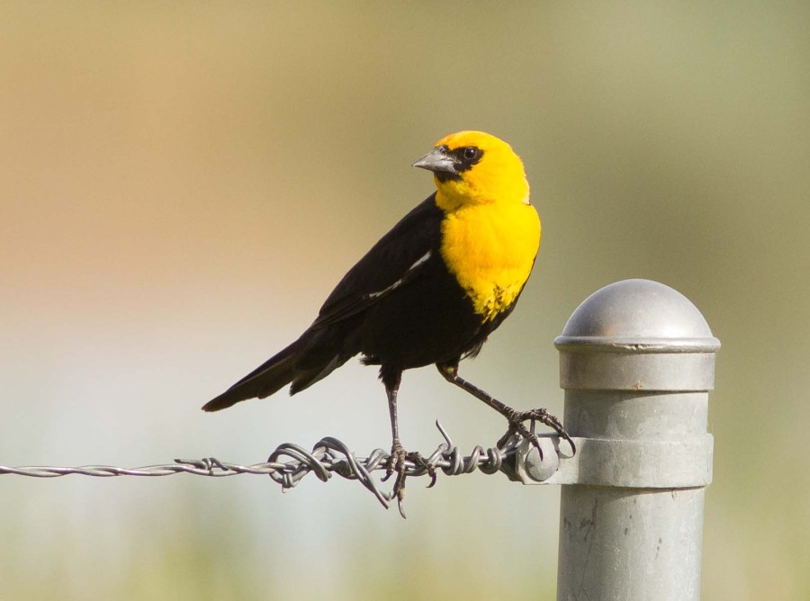 Yellow headed Blackbird