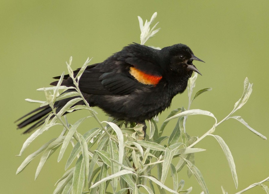 Red winged Blackbird